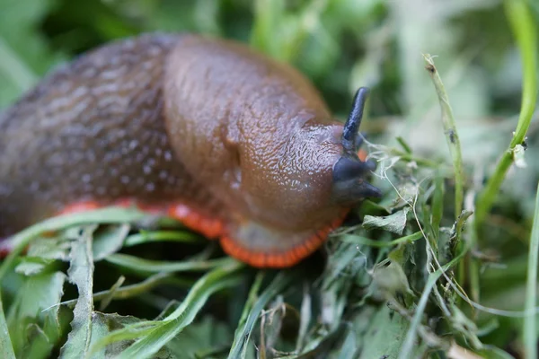 Kırmızı slug - arion rufus