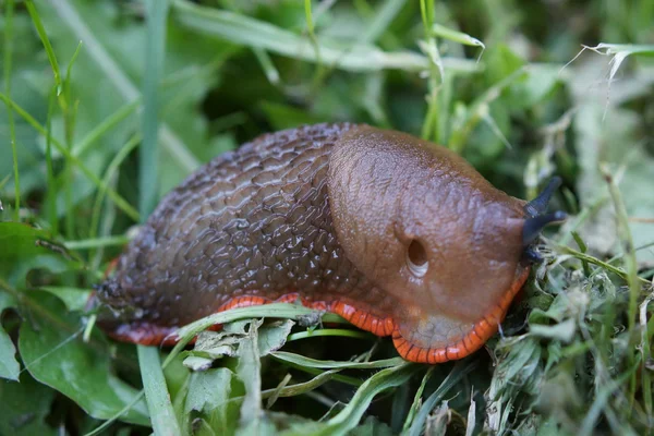 Röd skogssnigel - arion rufus — Stockfoto