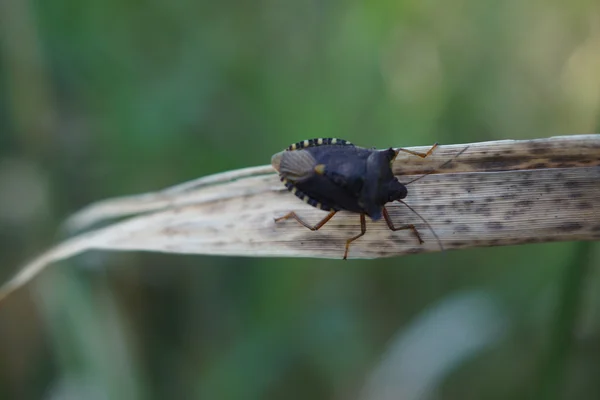 Червононогий shieldbug - pentatoma rufipes — стокове фото