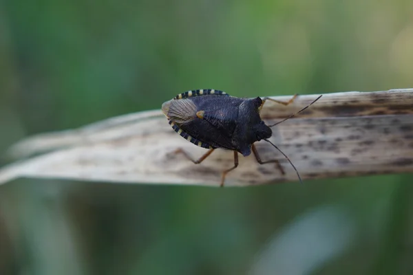 Червононогий shieldbug - pentatoma rufipes — стокове фото