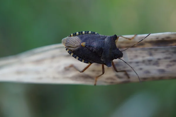 Червононогий shieldbug - pentatoma rufipes — стокове фото