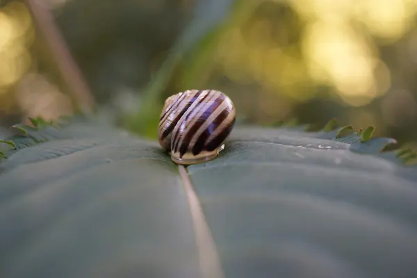 화이트 입 달팽이-Cepaea hortensis — 스톡 사진