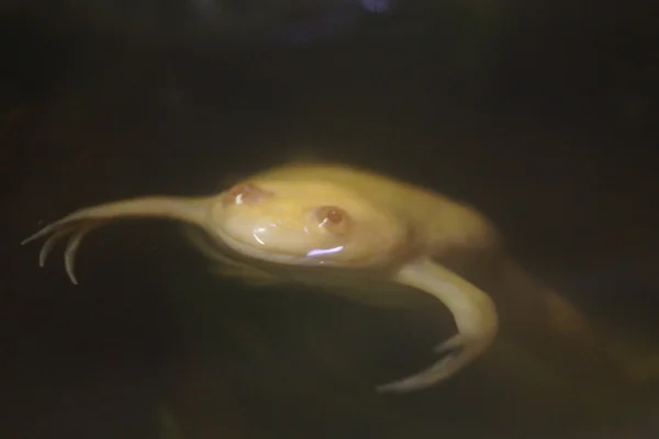 African Clawed Frog - Xenopus laevis — Stock Photo, Image