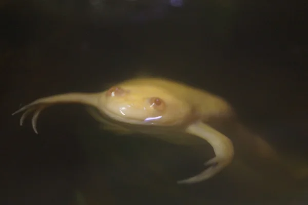 Африканський Clawed жаба - Xenopus гладенький — стокове фото