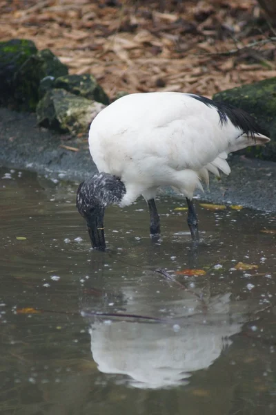 African Sacred Ibis - Threskiornis aethiopicus — Stock Photo, Image