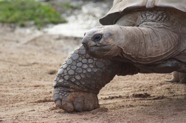 Aldabran dev kaplumbağa - Aldabrachelys kızgözü
