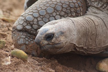 Aldabran dev kaplumbağa - Aldabrachelys kızgözü