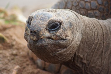 Aldabran dev kaplumbağa - Aldabrachelys kızgözü