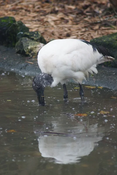 Ibis czczony - (threskiornis aethiopicus) — Zdjęcie stockowe