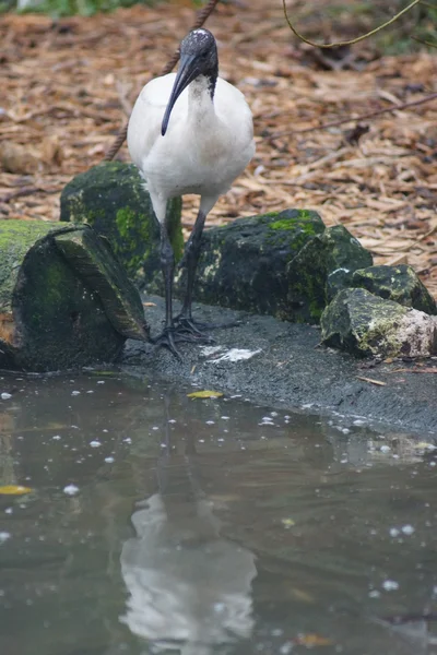 Heiliger afrikanischer Ibis - threskiornis aethiopicus — Stockfoto