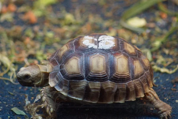 Aftican Spurred kaplumbağa - Geochelone sulcata — Stok fotoğraf