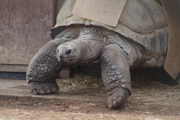 Tartaruga gigante di Aldabran - Aldabrachelys gigantea — Foto Stock