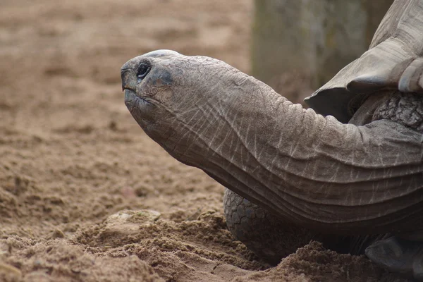 Tortuga gigante de Aldabran - Aldabrachelys gigantea — Foto de Stock