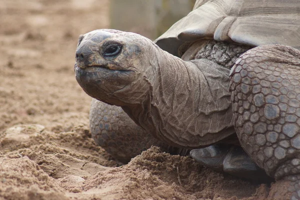 Aldabran jätten sköldpaddan - Aldabrachelys gigantea — Stockfoto