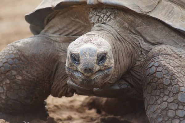 Tortuga gigante de Aldabran - Aldabrachelys gigantea — Foto de Stock