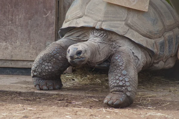 Aldabran jätten sköldpaddan - Aldabrachelys gigantea — Stockfoto