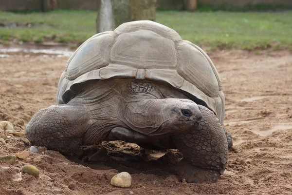 Aldabran jätten sköldpaddan - Aldabrachelys gigantea — Stockfoto