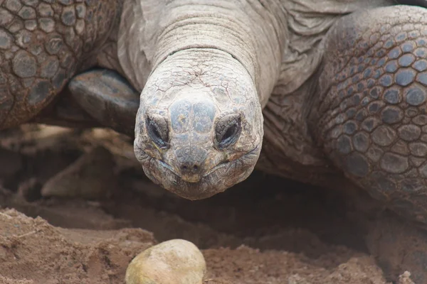 Tortue géante d'Aldabran - Aldabrachelys gigantea — Photo