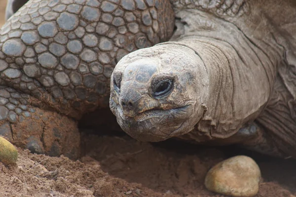 Tortue géante d'Aldabran - Aldabrachelys gigantea — Photo