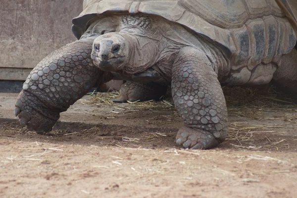 Tartaruga gigante de Aldabran - Aldabrachelys gigantea — Fotografia de Stock