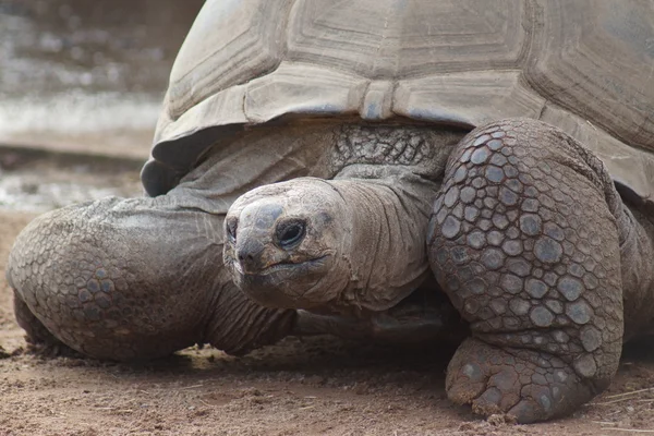 Aldabran jätten sköldpaddan - Aldabrachelys gigantea — Stockfoto