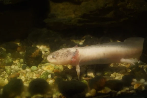 Axolotl - Ambystoma mexicanum — Φωτογραφία Αρχείου