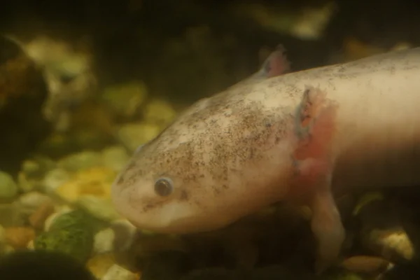 Ajolote - ambystoma mexicanum —  Fotos de Stock