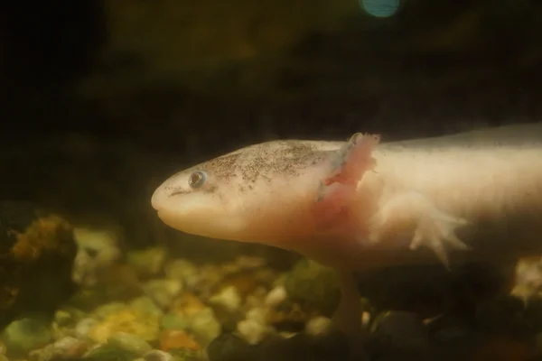 Amfibi - ambystoma mexicanum — Stok fotoğraf