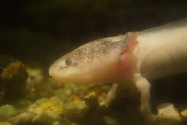 Axolotl - Ambystoma mexicanum — Fotografia de Stock