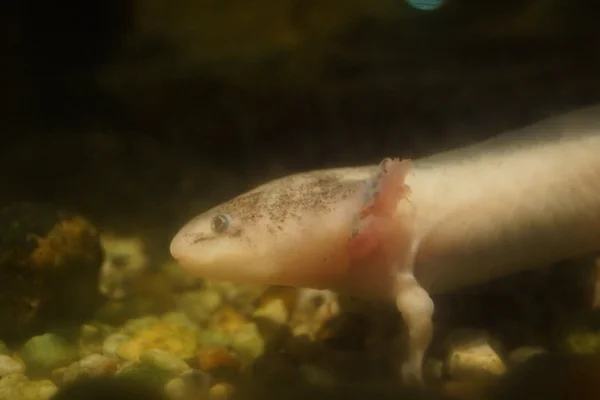 Axolotl - Ambystoma mexicanum — Stock Photo, Image