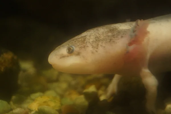 Mexikói axolotl - Ambystoma mexicanum — Stock Fotó