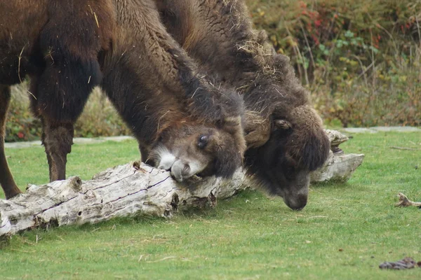 Bactrian Camel - Camelus bactrianus — Stock Photo, Image