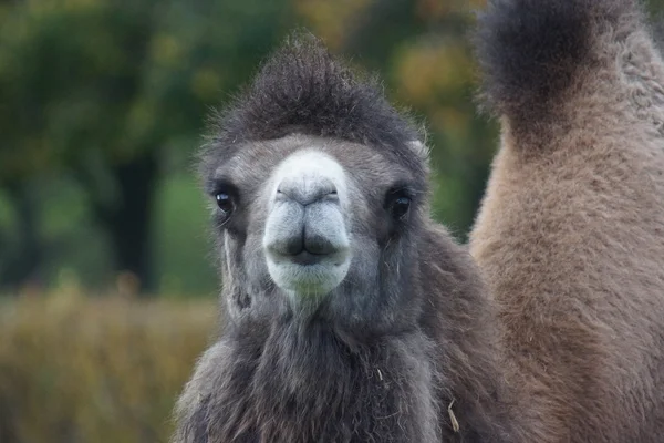 Baktriska kamelen - camelus bactrianus — Stockfoto