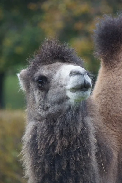 Camello bactriano - Camelus bactrianus — Foto de Stock