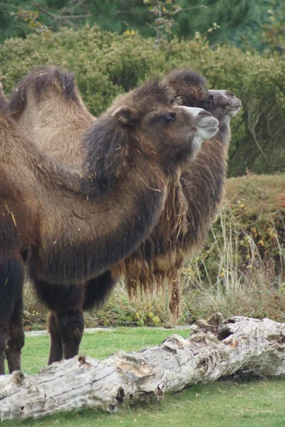 Camello bactriano - Camelus bactrianus — Foto de Stock