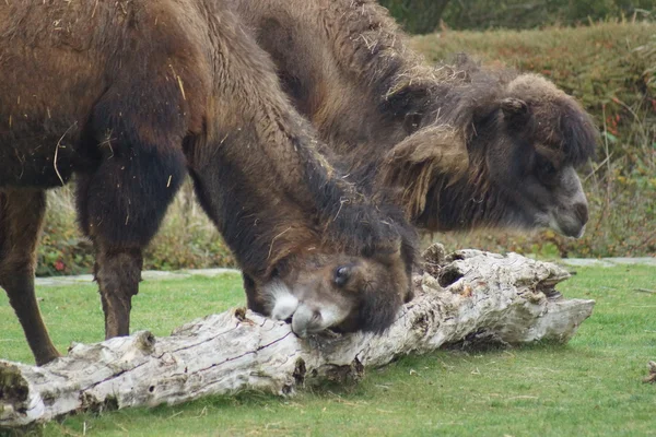 Bactrian Camel - Camelus bactrianus — Stock Photo, Image