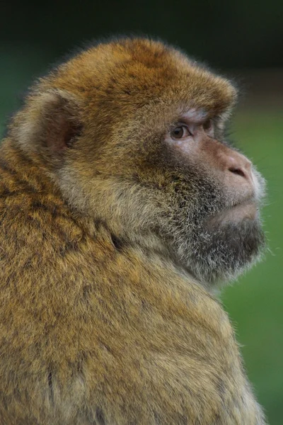 Berberaffe - Macaca sylvanus — Stockfoto