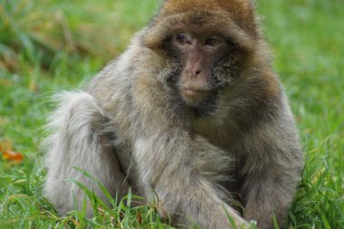 Barbary makak - Macaca sylvanus