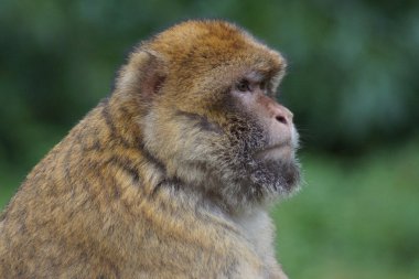 Barbary makak - Macaca sylvanus