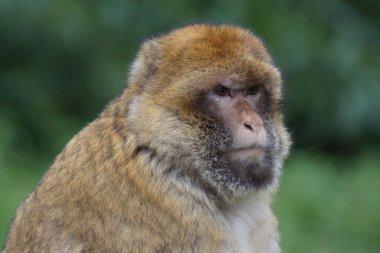 Barbary makak - Macaca sylvanus