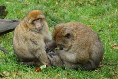 Barbary makak - Macaca sylvanus