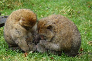 Barbary makak - Macaca sylvanus