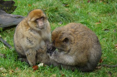 Barbary makak - Macaca sylvanus