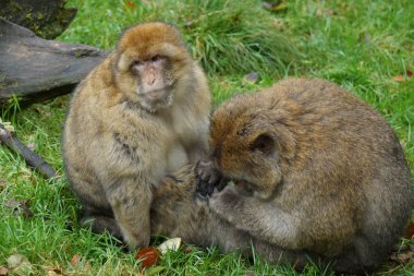 Barbary makak - Macaca sylvanus