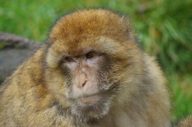 Barbary makak - Macaca sylvanus