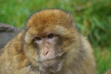 Barbary makak - Macaca sylvanus