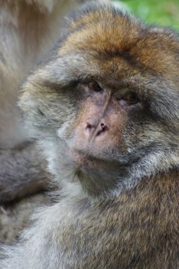 Barbary makak - Macaca sylvanus