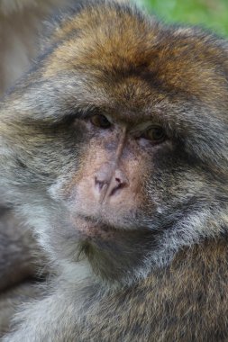 Barbary makak - Macaca sylvanus
