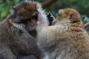 Barbary makak - Macaca sylvanus