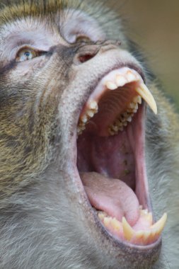Barbary makak - Macaca sylvanus